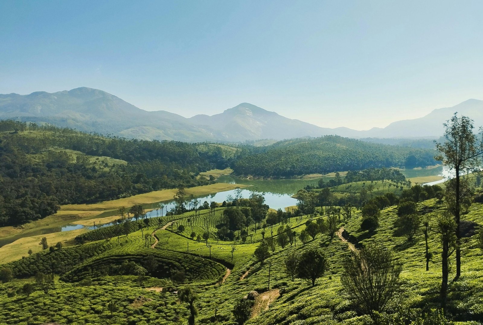 Rolling hills and tea gardens in Munnar Kerala for halal travel.