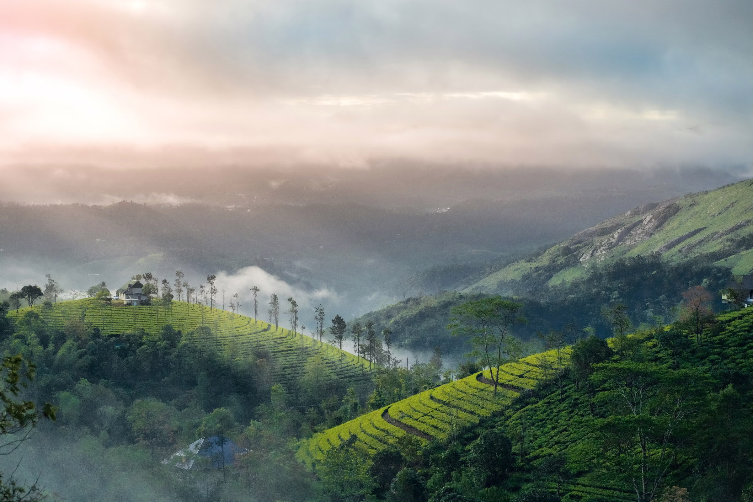 Guided tour of Munnar - a highlight of our Halal travel packages