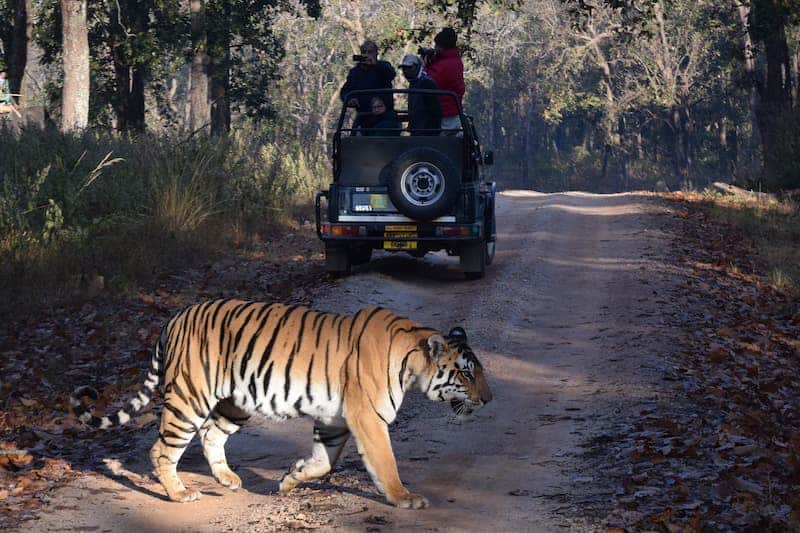 Ranthambore Fort and wildlife safari on a Halal-friendly Rajasthan tour