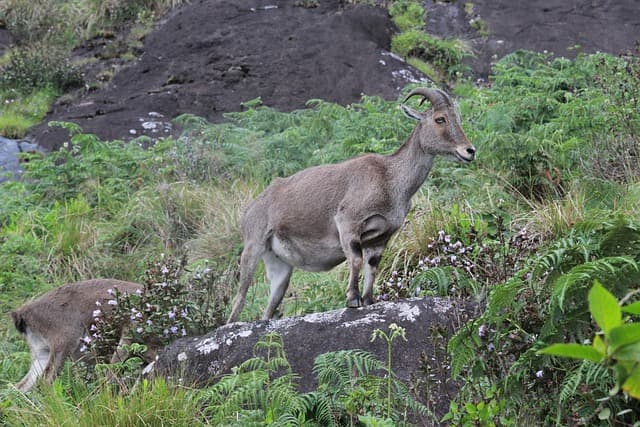 Muslim family visiting Eravikulam National Park on a Halal-friendly Munnar tour