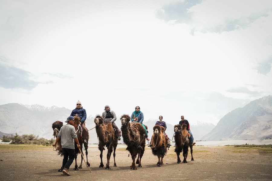 Camel ride at Hunder, Nubra Valley, a family-friendly activity in Ladakh