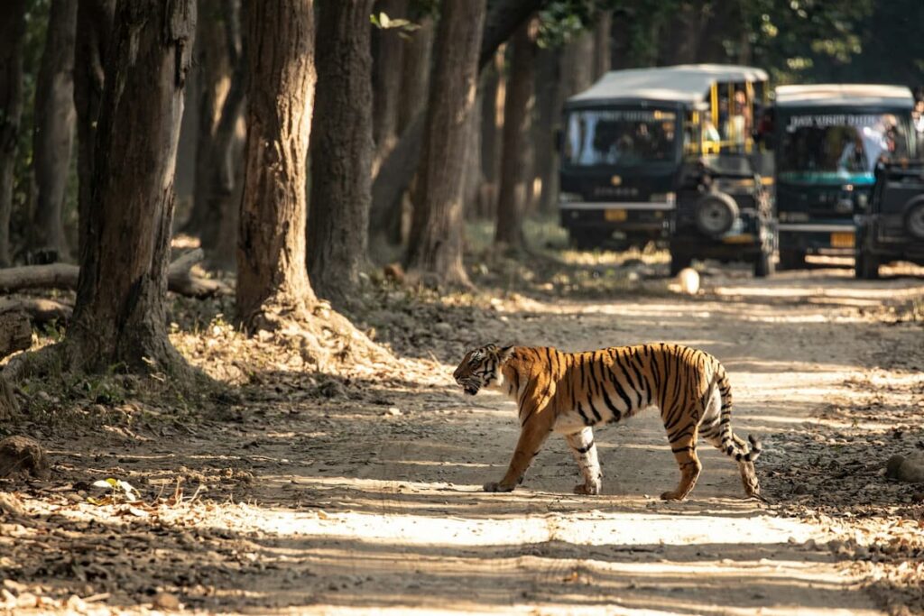 Bengal tiger sighting during a Jim Corbett jeep safari