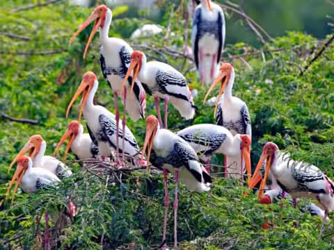 Muslim family visiting Kumarakom Bird Sanctuary on a Halal-friendly nature trip