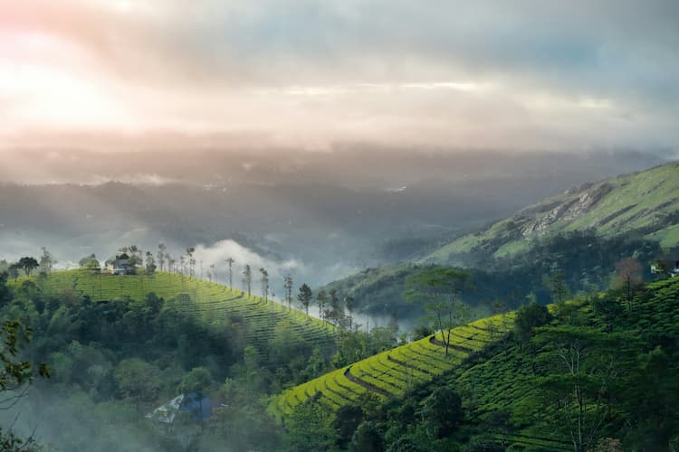 Muslim group tour exploring the misty tea gardens of Munnar, Kerala