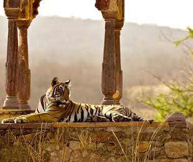 Panoramic jungle views from the UNESCO-listed Ranthambore Fort