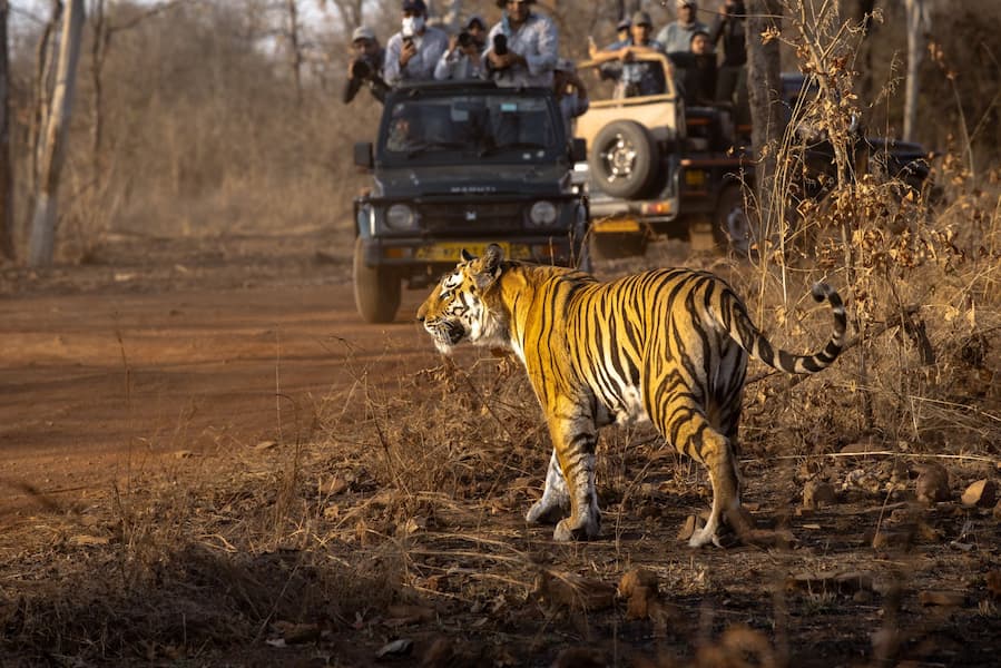 Muslim family on a tiger safari at Ranthambore National Park