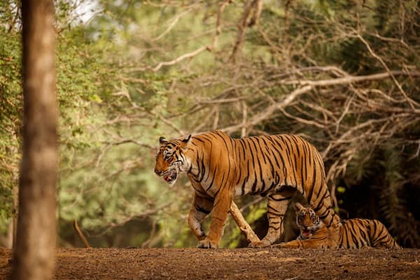 Muslim family enjoying a tiger safari at Ranthambore National Park, Rajasthan