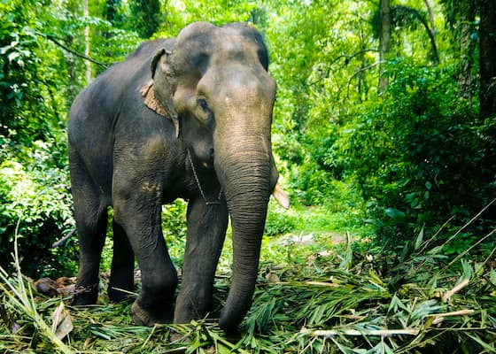 Muslim family spotting wild elephants on a wildlife safari in Wayanad, Kerala