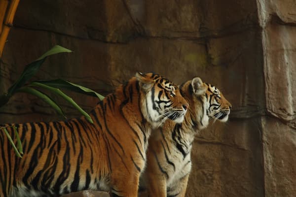 Muslim family on a jungle safari at Jim Corbett National Park