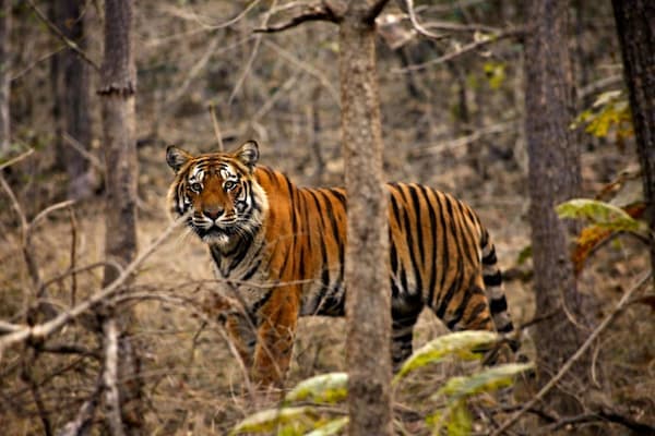 Muslim family on a Sundarbans safari, home to the endangered Royal Bengal Tiger, on this Kolkata Sundarbans Halal Tour