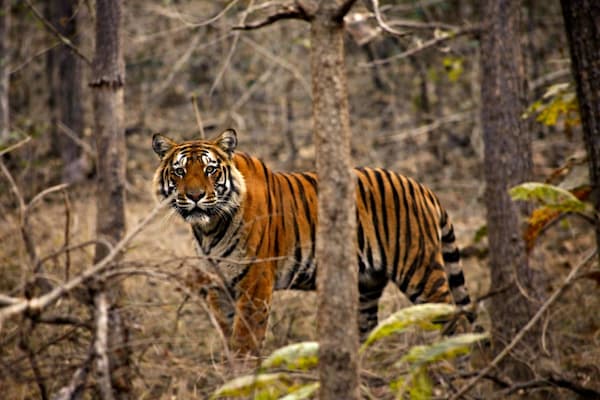 Muslim family on a Sundarbans excursion, home to the endangered Royal Bengal Tiger, near Kolkata